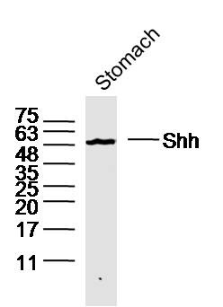 Anti-SHH Polyclonal Antibody