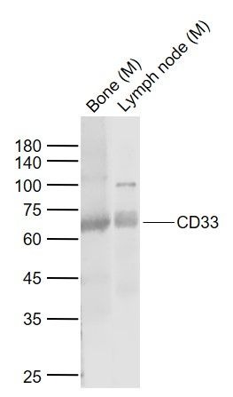 Anti-Siglec-3/CD33 Polyclonal Antibody