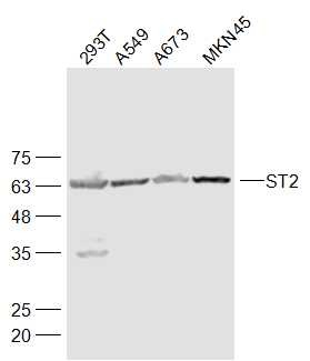 Anti-ST2/IL-1 RL1 Polyclonal Antibody