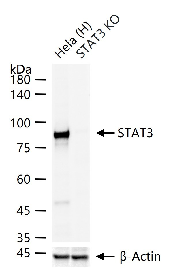 Anti-STAT3 Antibody (7U765)