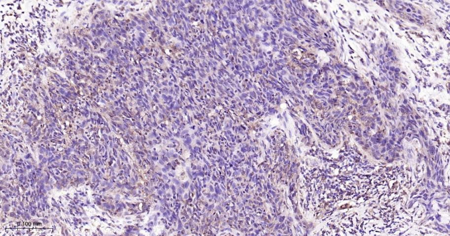 Anti-STAT3 Antibody (7U765)