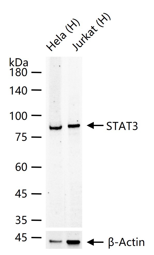 Anti-STAT3 Polyclonal Antibody 3