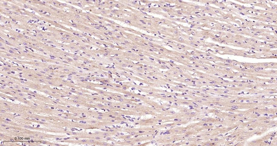 Anti-STAT3 Polyclonal Antibody 2