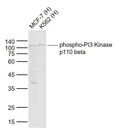 Anti-Phospho-PI3 Kinase p110 beta (Ser1070) Polyclonal Antibody