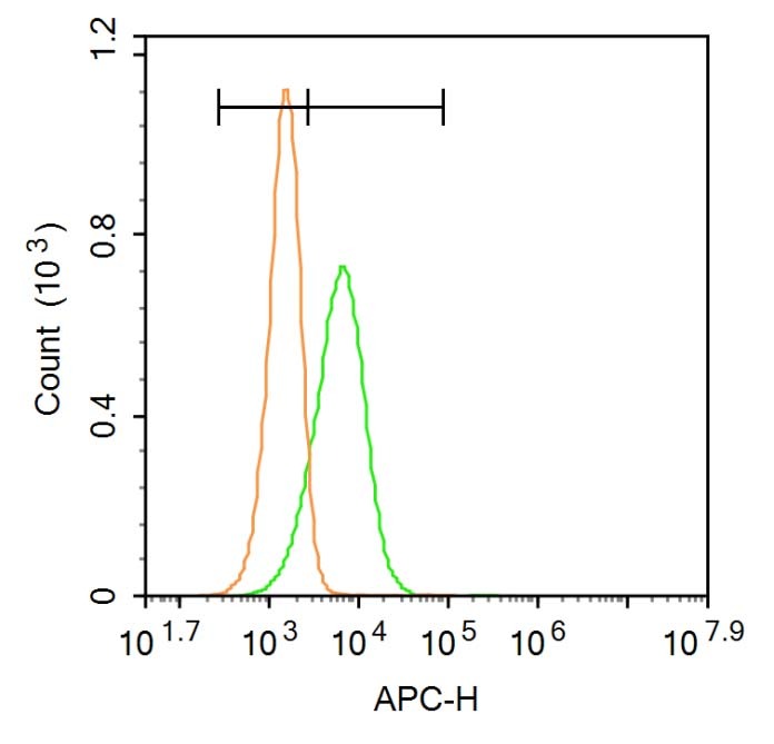 Anti-Phospho-JAK1 (Tyr1034, 1035) Polyclonal Antibody
