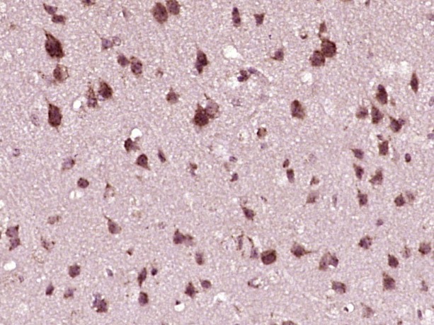 Anti-Phospho-IRF3 (Ser386) Polyclonal Antibody