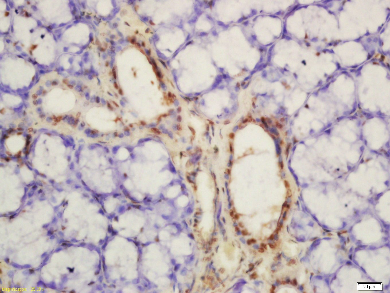 Anti-Phospho-PKM2 (Tyr105) Polyclonal Antibody