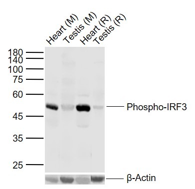 Anti-Phospho-IRF3 (Ser396) Polyclonal Antibody