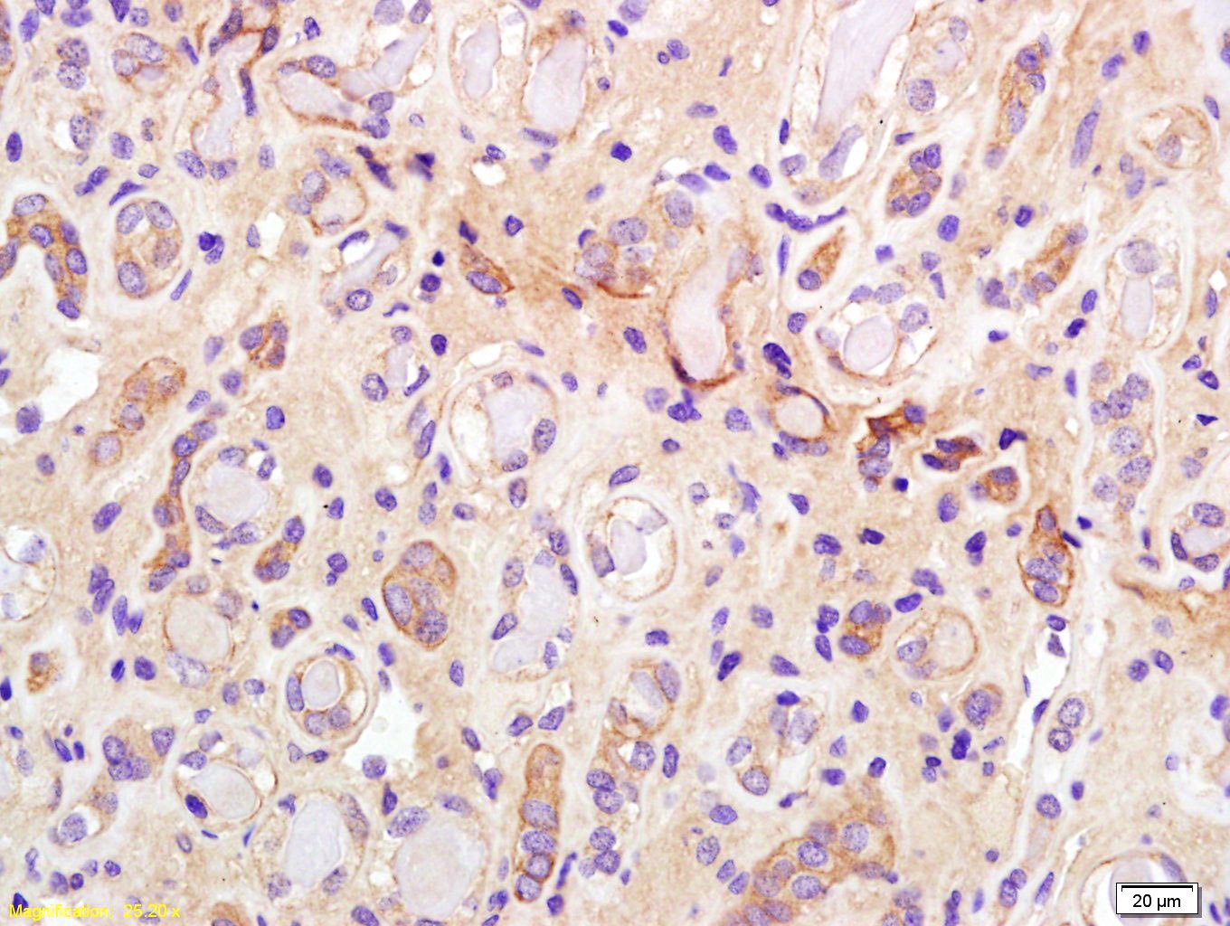 Anti-Phospho-IRS1 (Ser307) Polyclonal Antibody