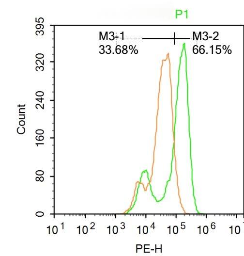 Anti-Phospho-IRF3 (Ser386) Polyclonal Antibody