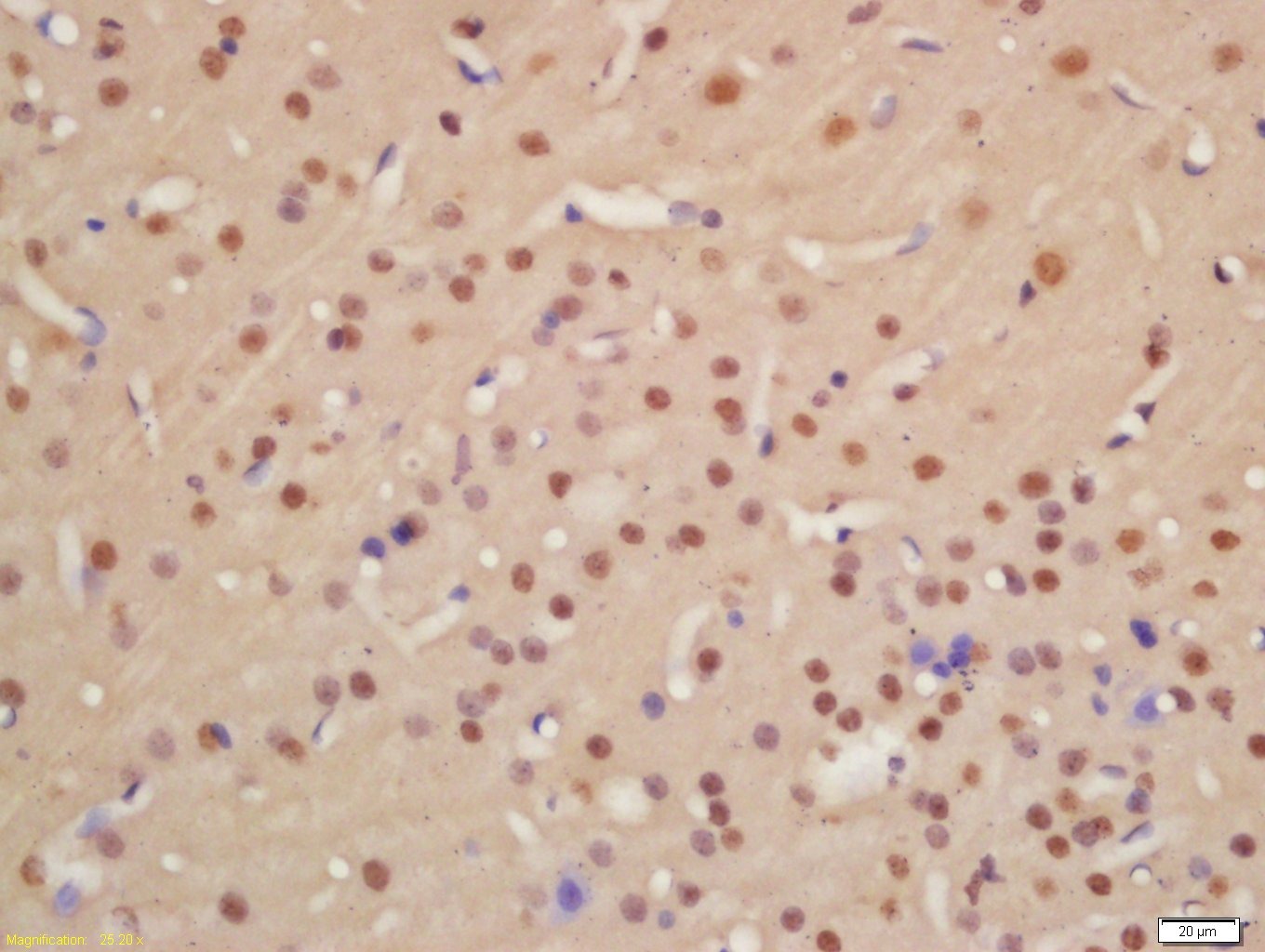 Anti-Phospho-PKM2 (Tyr105) Polyclonal Antibody