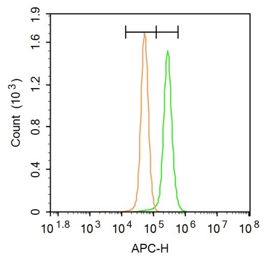 Anti-Phospho-PERK (Thr980) Polyclonal Antibody 2