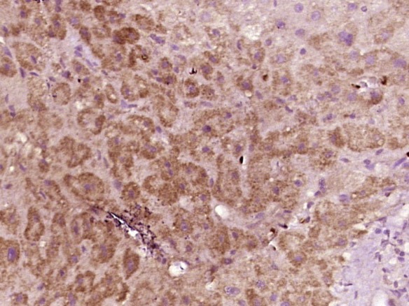 Anti-Phospho-IRF3 (Ser386) Polyclonal Antibody