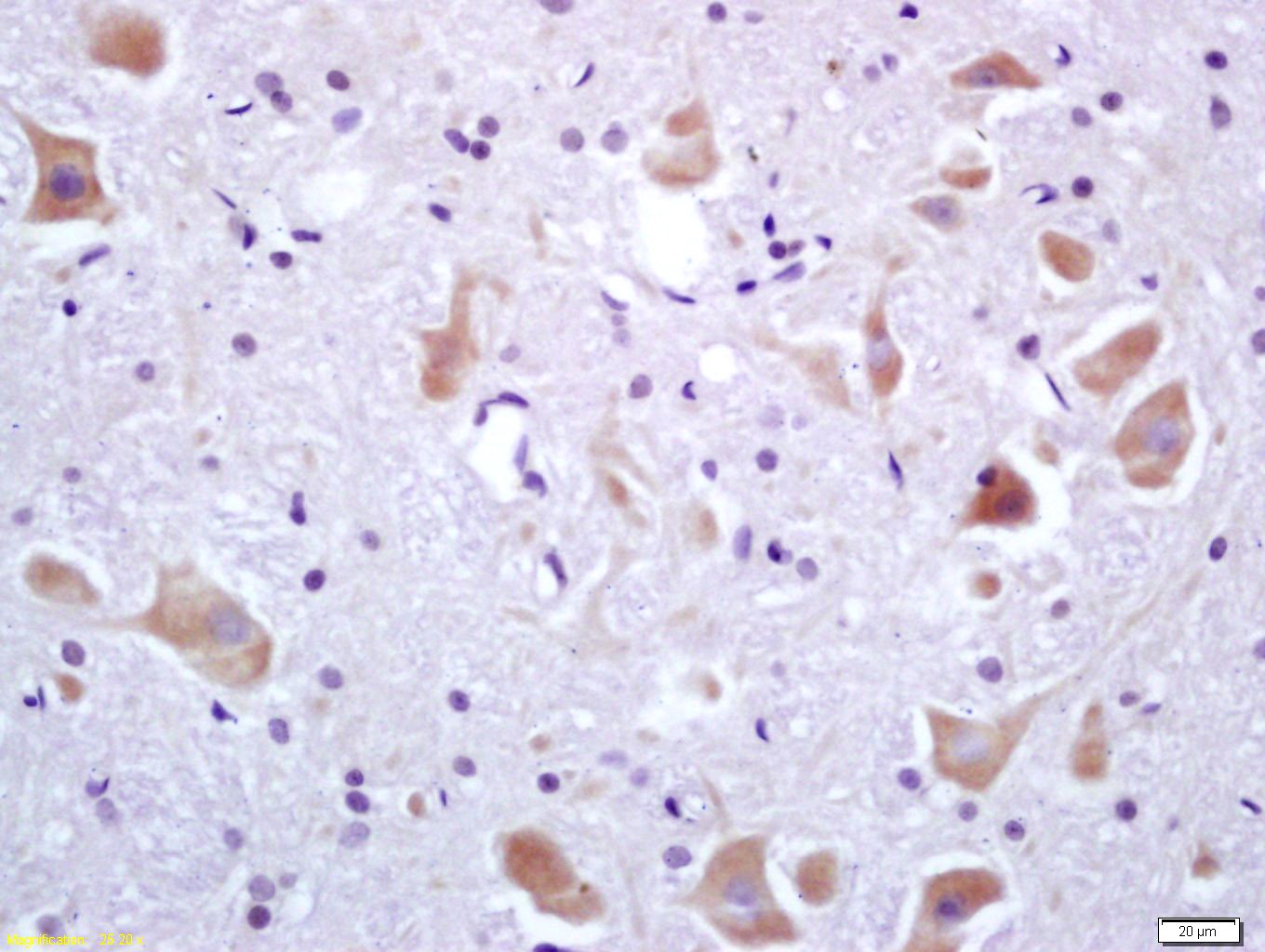 Anti-Phospho-IRF3 (Ser396) Polyclonal Antibody