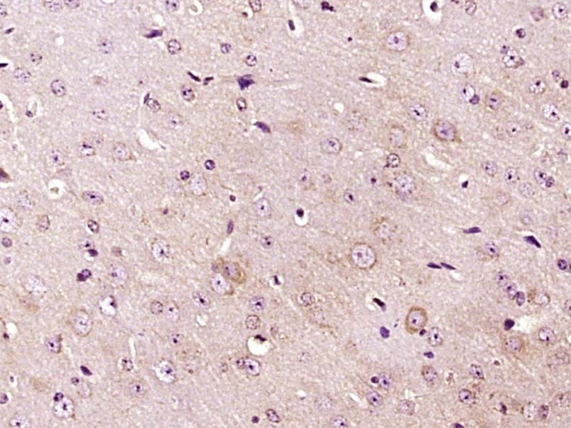 Anti-Phospho-IRF7 (Ser471, 472) Polyclonal Antibody