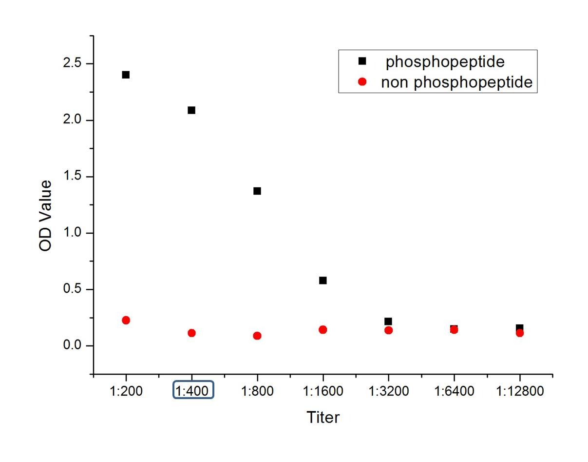 Anti-Phospho-STAT6 (Tyr641) Polyclonal Antibody