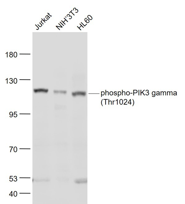 Anti-Phospho-PIK3CG (Thr1024) Polyclonal Antibody