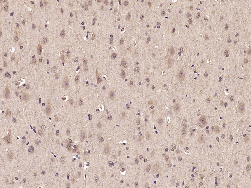 Anti-Phospho-TAK1 (Thr187) Polyclonal Antibody
