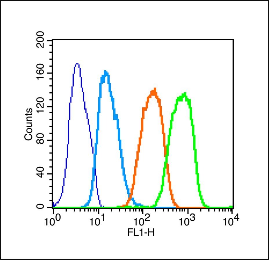 Anti-Phospho-TAK1 (Thr187) Polyclonal Antibody