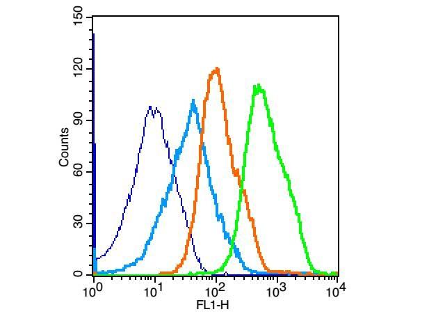 Anti-Phospho-JNK1/2/3 (Thr 183, Tyr185) Polyclonal Antibody