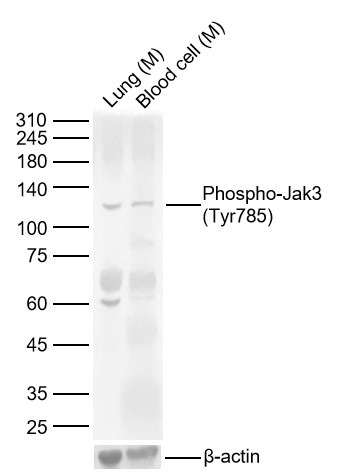 Anti-Phospho-JAK3 (Tyr785) Polyclonal Antibody