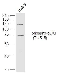 Anti-Phospho-PRKG1 (Thr515) Polyclonal Antibody