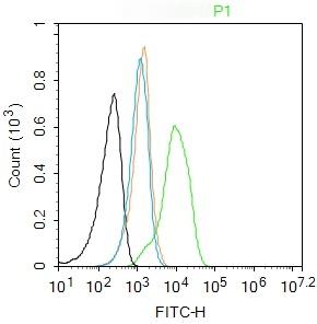Anti-Phospho-PKM2 (Tyr105) Polyclonal Antibody