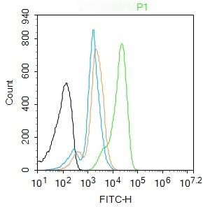 Anti-Phospho-JNK1/2/3 (Thr 183, Tyr185) Polyclonal Antibody