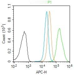 Anti-Phospho-RhoA (Ser188) Polyclonal Antibody
