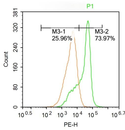 Anti-Phospho-RhoA (Ser188) Polyclonal Antibody