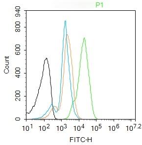 Anti-Phospho-JNK1/2/3 (Thr 183, Tyr185) Polyclonal Antibody
