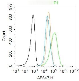 Anti-Phospho-JNK1/2/3 (Thr 183, Tyr185) Polyclonal Antibody