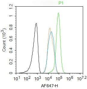 Anti-Phospho-JAK2 (Tyr1007, 1008) Polyclonal Antibody