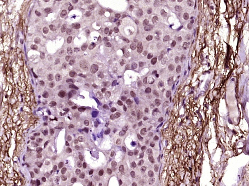 Anti-Phospho-JAK2 (Tyr221) Polyclonal Antibody