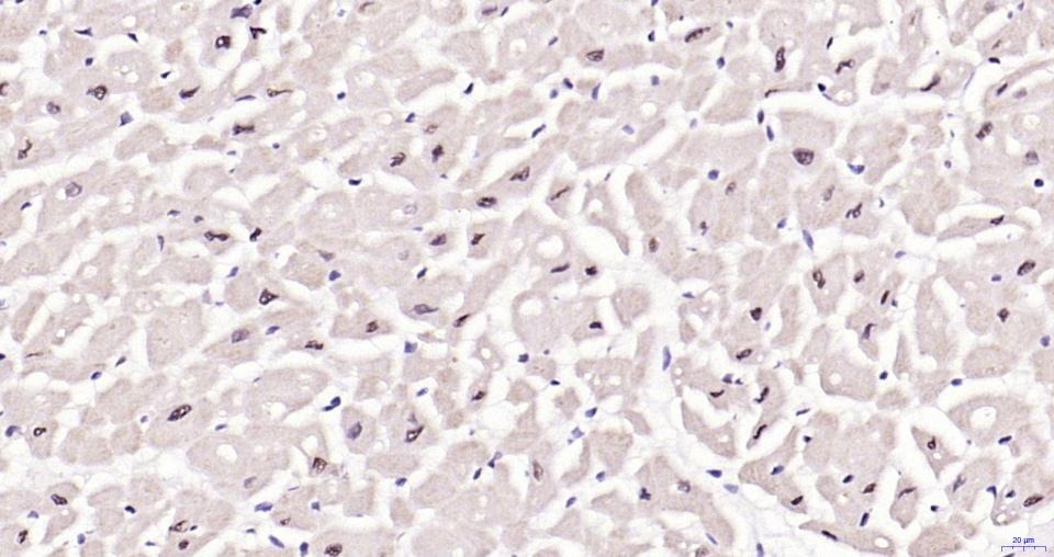 Anti-Phospho-JNK1/2/3 (Thr 183, 183, 221) Antibody (2H865)