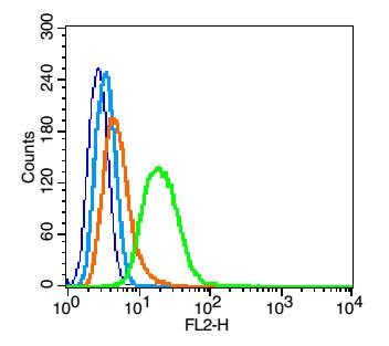 Anti-Phospho-ROCK1 (Thr455, Ser456) Polyclonal Antibody