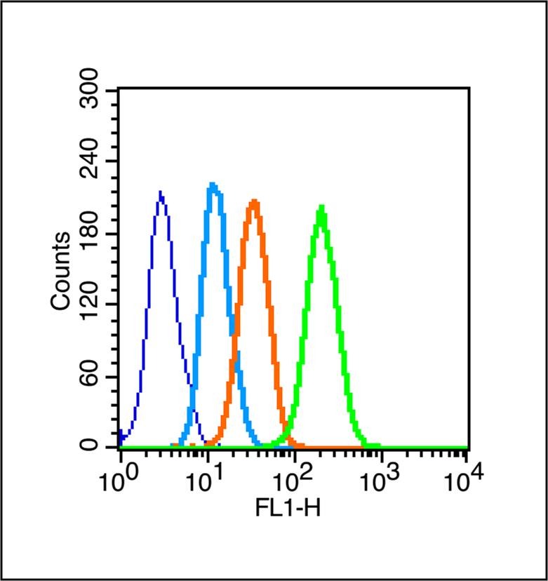 Anti-Phospho-JAK2 (Tyr1007, 1008) Polyclonal Antibody