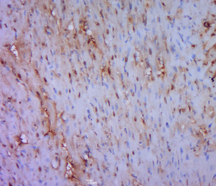 Anti-Phospho-JNK1 (Thr183) Polyclonal Antibody