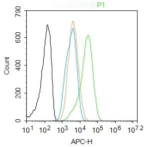 Anti-Phospho-Smad2 (Ser465, 467) Polyclonal Antibody