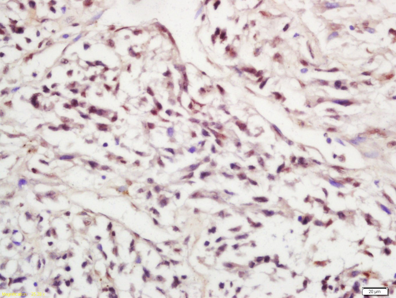 Anti-Phospho-SIRT1 (Ser47) Polyclonal Antibody