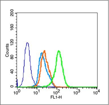 Anti-Phospho-SIRT1 (Ser47) Polyclonal Antibody