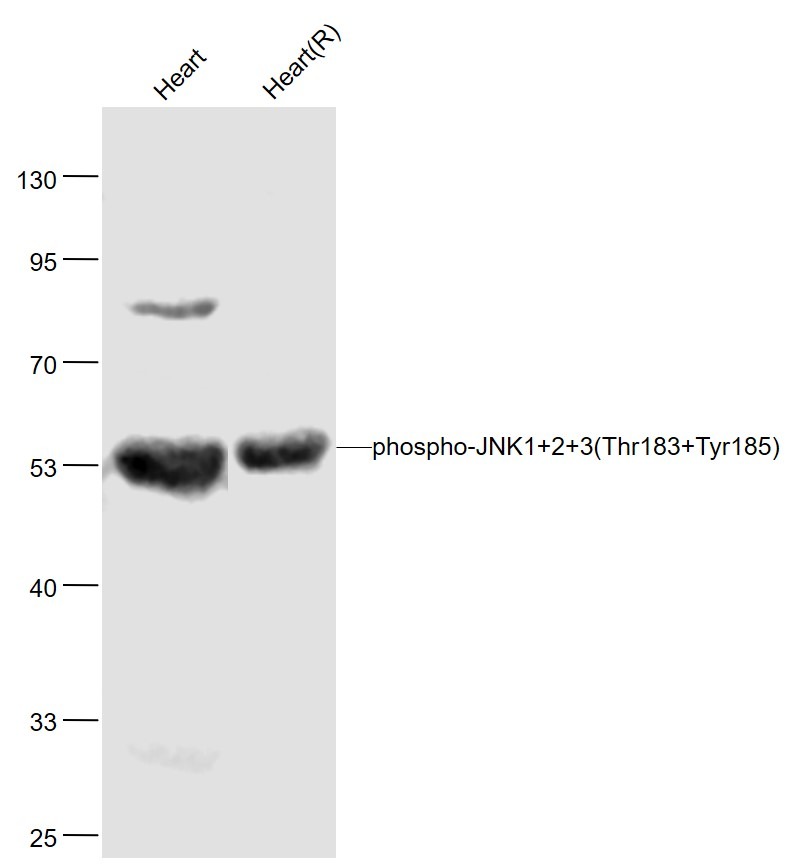 Anti-Phospho-JNK1/2/3 (Thr 183, Tyr185) Polyclonal Antibody