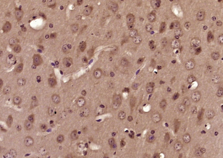 Anti-SOD1 Polyclonal Antibody