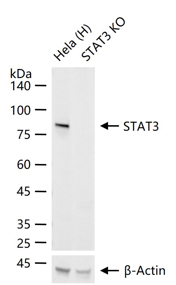 Anti-STAT3 Antibody (3R504)