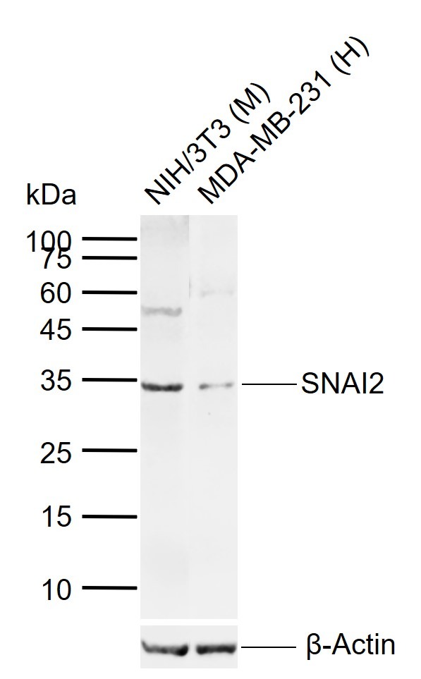 Anti-SNAI2 Polyclonal Antibody