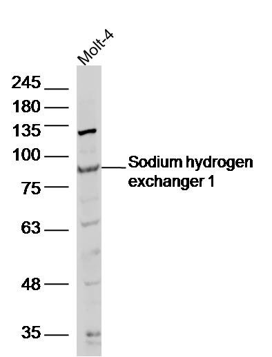 Anti-Sodium hydrogen exchanger 1 Polyclonal Antibody