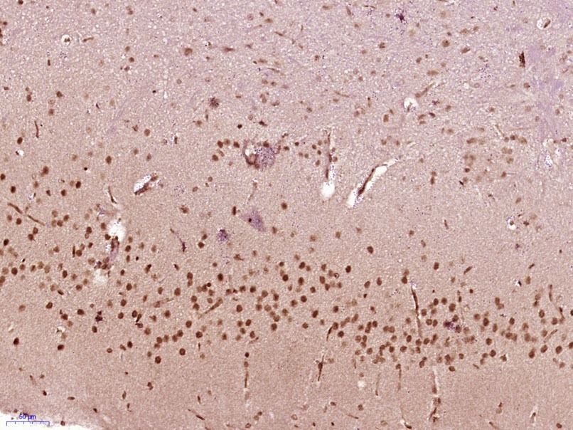 Anti-SOX4 Polyclonal Antibody