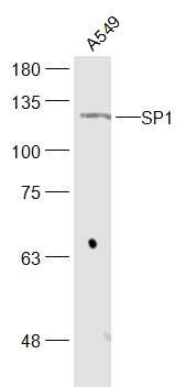 Anti-SP1 Polyclonal Antibody