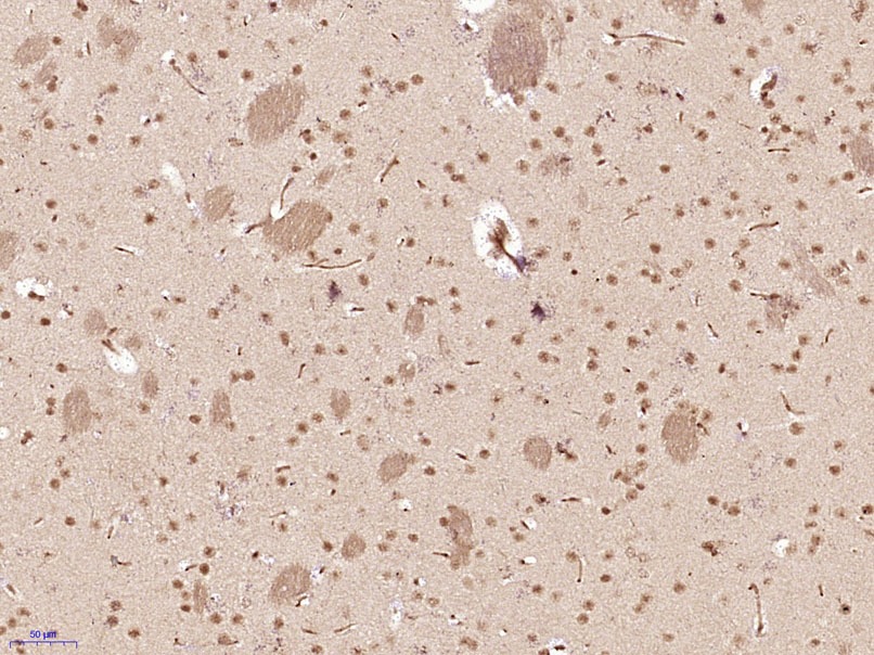 Anti-SOX4 Polyclonal Antibody