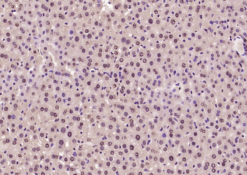 Anti-SOX9 Polyclonal Antibody